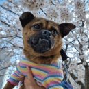 둥둥펫살롱 이미지