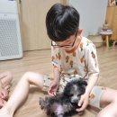 커들리 퍼피 창원강아지 분양 이미지