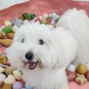 멍그린 | 강아지가 행복하게 뛰어노는 공간, 멍그린 애견유치원 원장 이지영입니다.