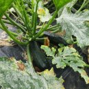 주말 날씨누리 예보입니다❤️ 이미지