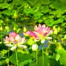 알프스캠핑장 이미지