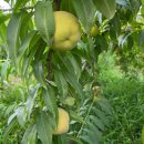 영자농장 이미지