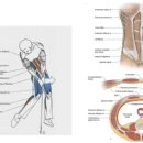 에르모 필라테스 이미지