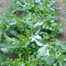 청운농장 이미지