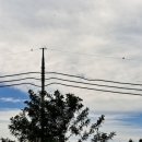 소리의 숲 | [2025.08.07(목)] 맨발걷기 후기 : 소리의 숲, 감각의 길 위에서 – 맨발로 걷는 순간의 몰입과 깨어남