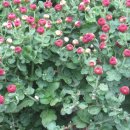 반석농장 이미지