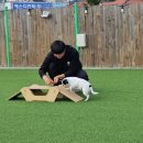 둔포애견 이미지