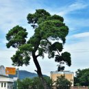 경호중고등학교 이미지