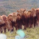 부자한우농장 이미지