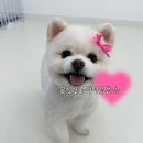 진주 | 진주애견미용 후기 |충무공동애견미용 추천 진주혁신 몽실살롱