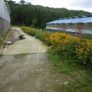 순창금산흑염소농장 이미지