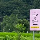 코코락유유