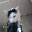 옷이목욕하는날 | 20250830~20250902 일상기록_쉐이크지옥,목욕하는 고양이,빙수당,저장고