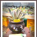 행복한날들 이미지