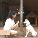 리틀댕댕 이미지