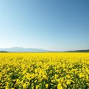 낙동강변로4-37 | 지금 아니면 늦는 4월 동대구역 부산 가볼만한곳 벚꽃 유채화 꽃구경 만개시기 날씨 아이랑