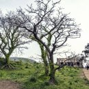 형식목장 이미지