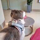 VIP동물의료센터 동대문점 이미지