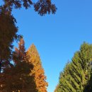 부귀 메타세쿼이아길 이미지