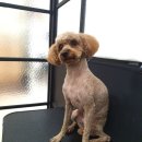 멍멍닷컴 이미지