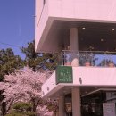 학하서로1 | [대전] 대전 수통골 편백숲 샤브길 소고기 샤브샤브 1인 후기 벚꽃뷰 통창 맛집