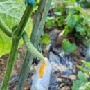 발화농장 이미지