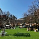 힐링독 | 용인 애견 카페 대형 운동장 컨츄리독힐링파크 추천