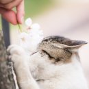 낭만고양이 - 북구 화암1길 34 | 낭만고양이