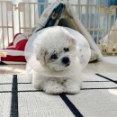 지음동물의료센터 이미지