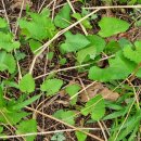 1195 | 오지산행후기(1195차) 남양주 봄나물 정찰산행 2024.04.25(목)