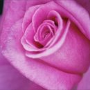 블루머핀 이미지