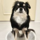 개라데이션 이미지