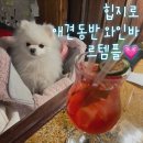 [을지로 애견동반술집] 을지로 애견동반와인바 르템플 추천