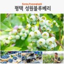 성원농장 | 평택 데이트 드라이브 성원 블루베리 농장 직거래 택배 판매 국내산 블루베리즙