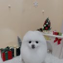 우리펫살롱 이미지