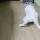 로하스일산병원 | 암컷고양이중성화수술 일산로하스동물병원 중성화수술후기