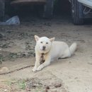 이애와 경신 공주 묘 이미지