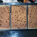 수벌번데기(꿀데기) 채취 이미지