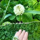 작은꽃지천 이미지