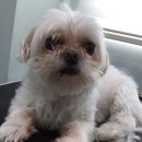 샵댕댕댕 이미지