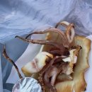 제주목화 이미지