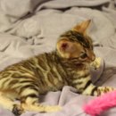 뱅갈냥이 이미지