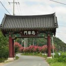 대구 육신사와 칠곡 가실성당에 핀 배롱꽃 이미지