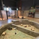 조카랑 다녀온 수달애쥬 용인점 후기 🦦 용인 실내 나들이 핵추천! 동물 카페에서 하루 순삭