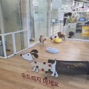 몰리스펫샵 풍산점 이미지