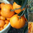 대진농장 이미지