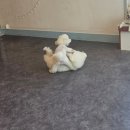 댕스럽개 이미지