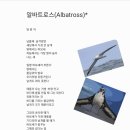 알바트로스 이미지