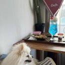 학동북4길 | 여수 실내 애견 동반 카페 20곳! 더운 여름도 시원하게 데이트
