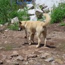 멍멍이를 부탁해 이미지